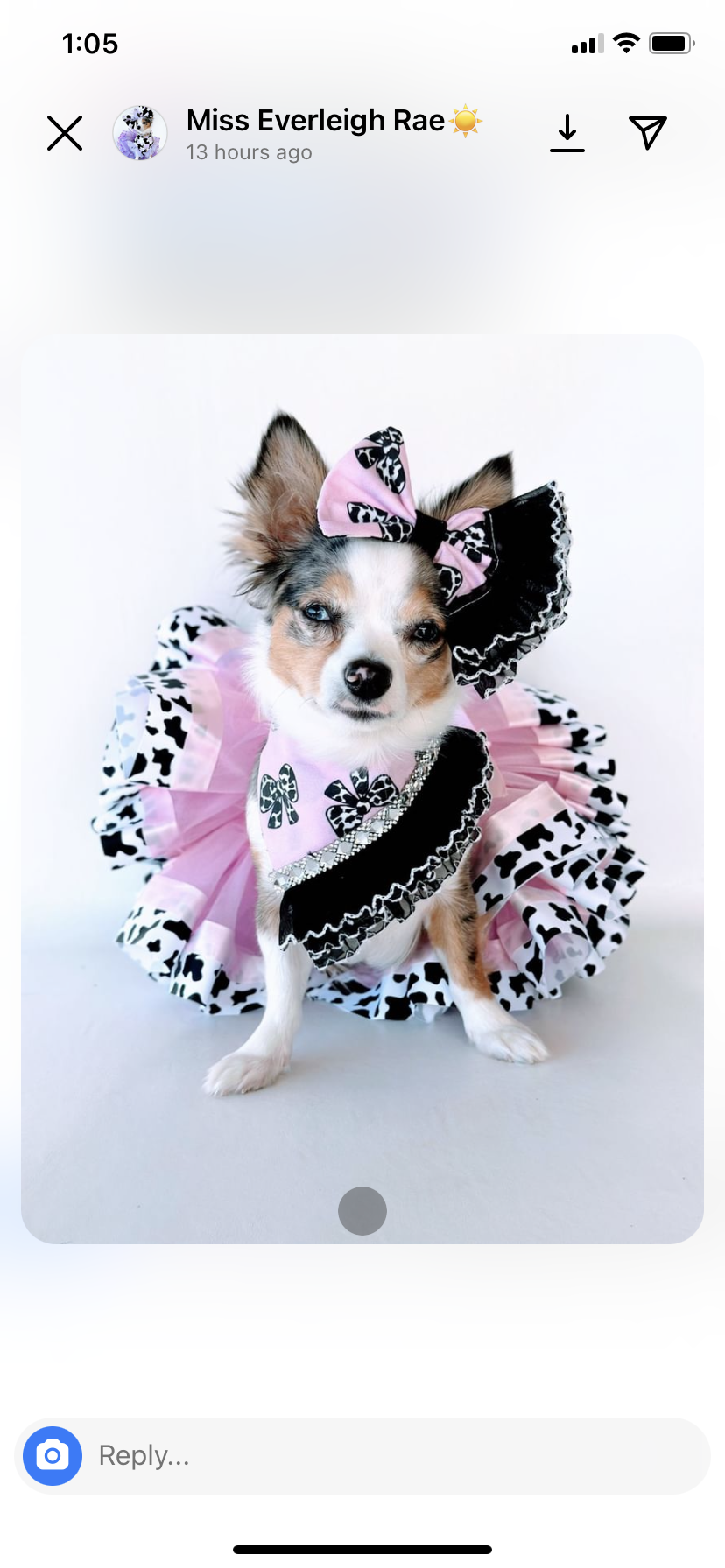 Light pink Dog tutu skirt.